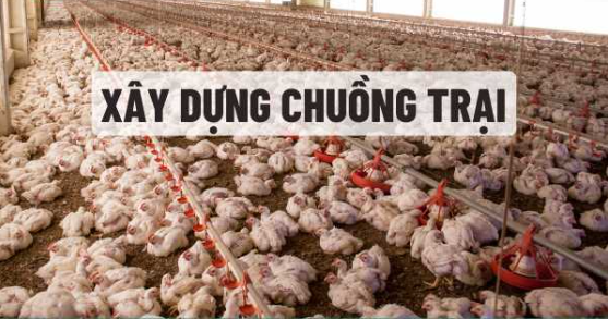 Các biện pháp thực hành an toàn sinh học trong chăn nuôi gia cầm
