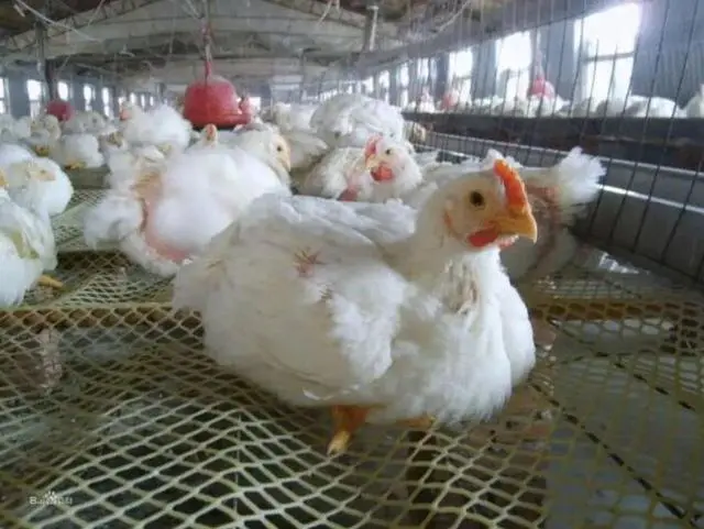 Các bệnh thường gặp trên gà