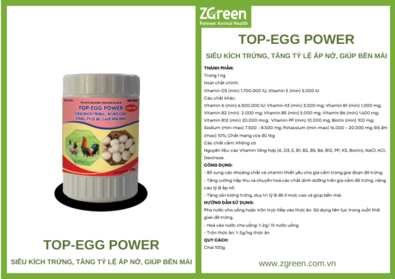 TOP-EGG POWER