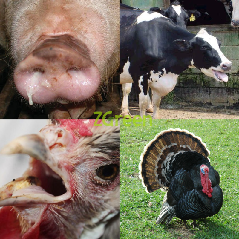 Cách Nhận Biết Gia Súc, Gia Cầm Bị Nhiễm Nhiễm Trùng Đường Hô Hấp và Cách Điều Trị