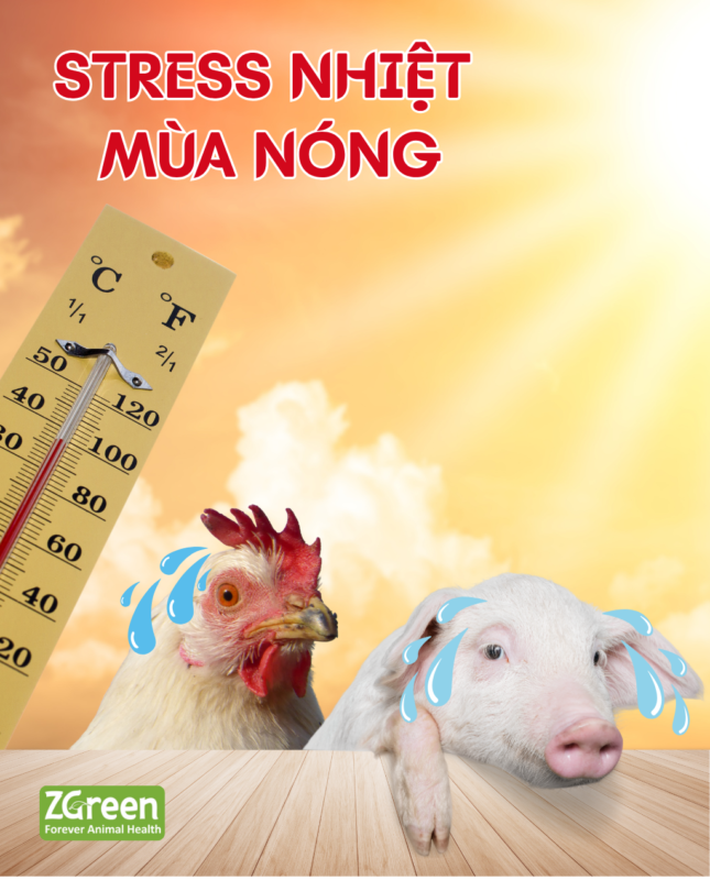 Tại sao nên dùng Glucolyte-KC trong mùa nắng nóng?