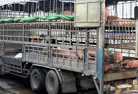 Lý Giải Nguyên Nhân Dịch Tả heo Châu Phi Lây Lan Tại Lâm Đồng