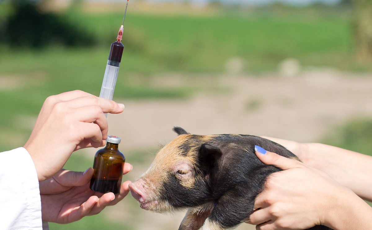 Sát trùng chuồng trại và tiêm vaccine: Mối liên hệ quyết định hiệu quả phòng bệnh