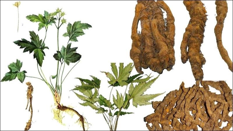 Cơ chế hoạt động của các thành phần thảo dược trong phòng ngừa tiêu chảy ở gia súc, gia cầm