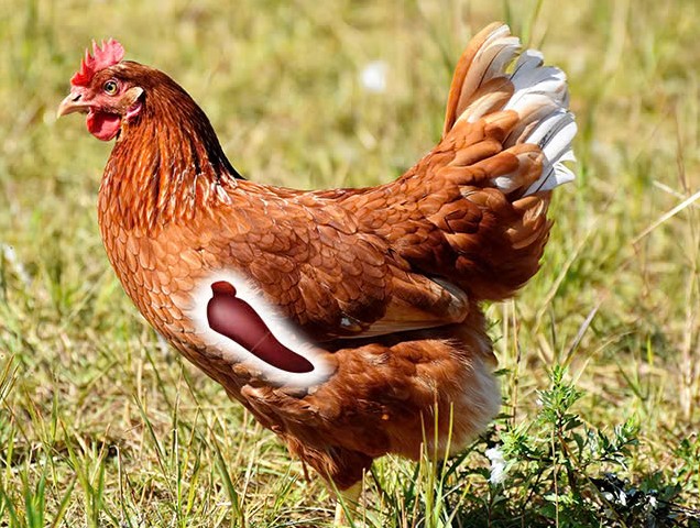 Dấu hiệu nhận biết vật nuôi bị tổn thương gan thận và cách khắc phục