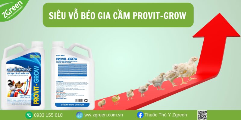 Các giai đoạn phát triển của gà thịt, và những lưu ý