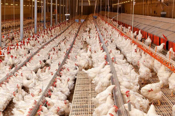 Các biện pháp thực hành an toàn sinh học trong chăn nuôi gia cầm