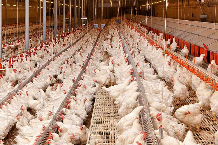 Các biện pháp thực hành an toàn sinh học trong chăn nuôi gia cầm
