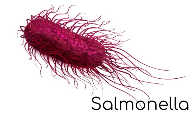 Salmonella