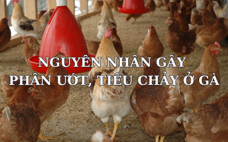 Tiêu chảy ở gà