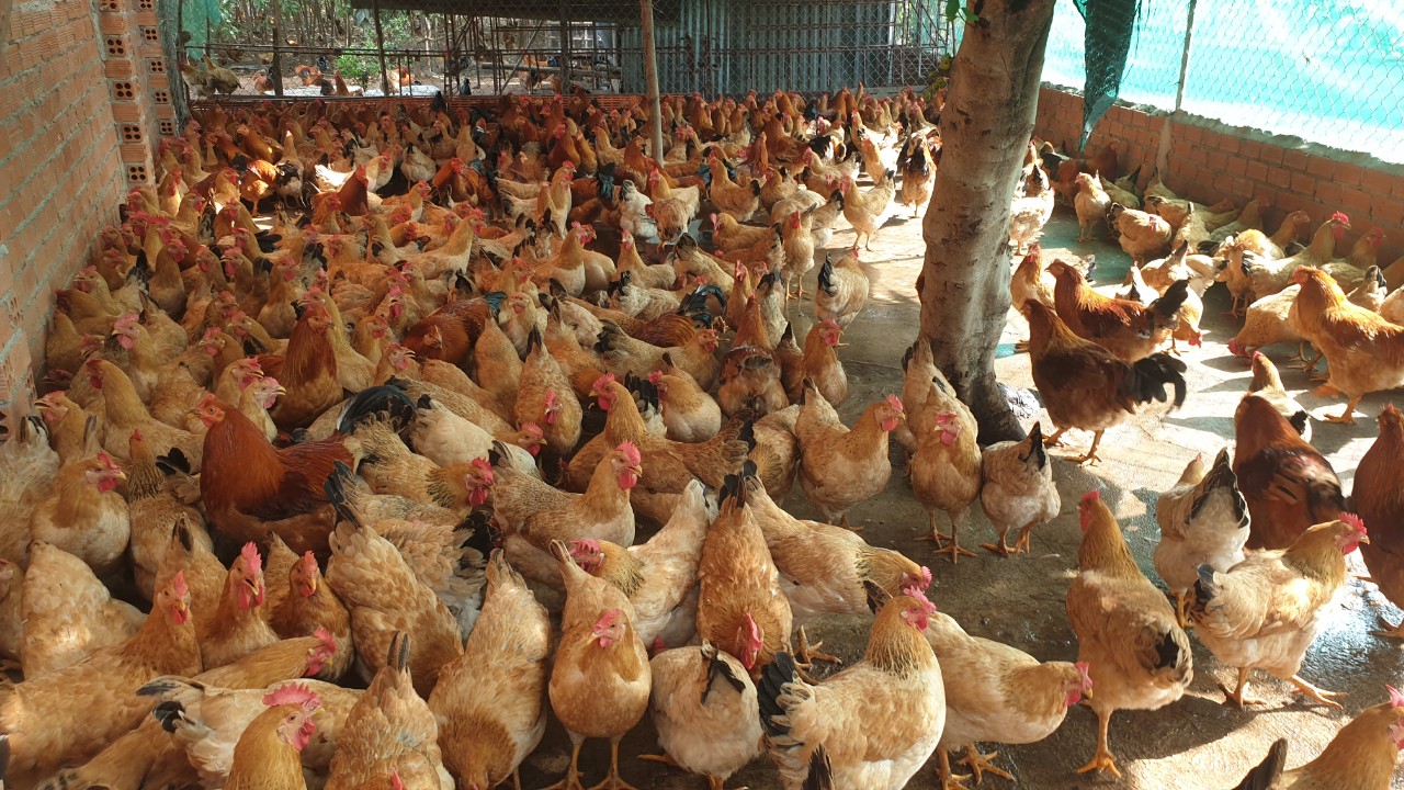 Khu vực không cho phép chăn nuôi