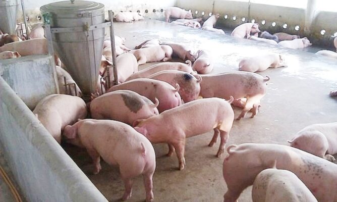 Giá heo hơi hôm nay 4/7/2024: Ổn định trên cả ba miền