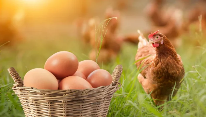 Cân nhắc hiệu quả kinh tế khi cho ăn để cải thiện khối lượng trứng