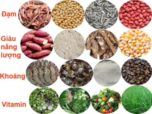 Thức ăn cho gà thịt phát huy hiệu quả như thế nào