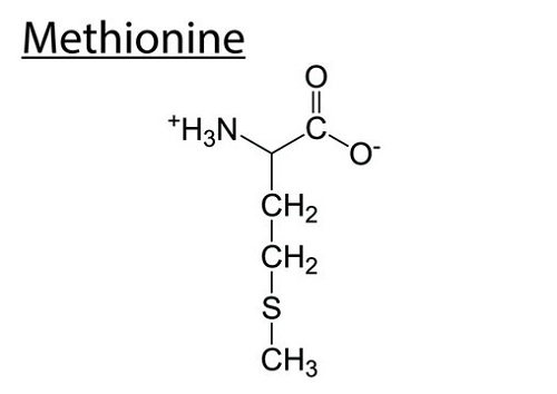 Methionine gia cầm