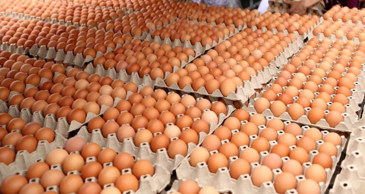 4 cách kiểm soát trứng gà đẻ thương phẩm