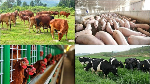Nhiều chính sách hỗ trợ chăn nuôi phát triển