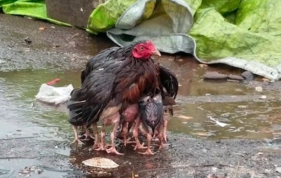 Gia cầm mùa mưa bão