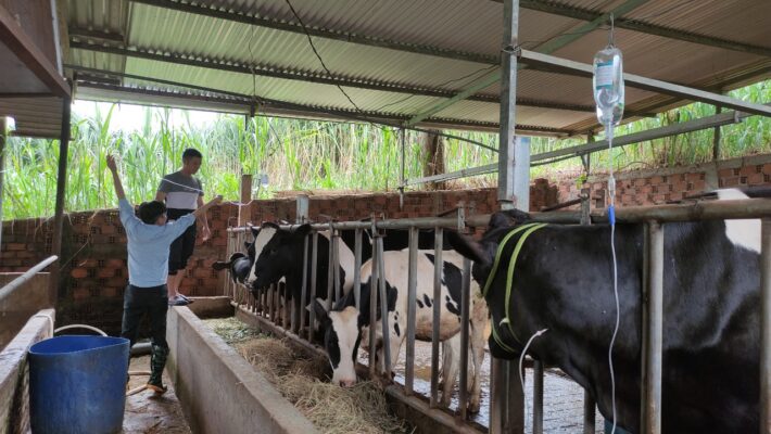 Chưa tìm được nguyên nhân khiến bò sữa bị chết hàng loạt tại Lâm Đồng