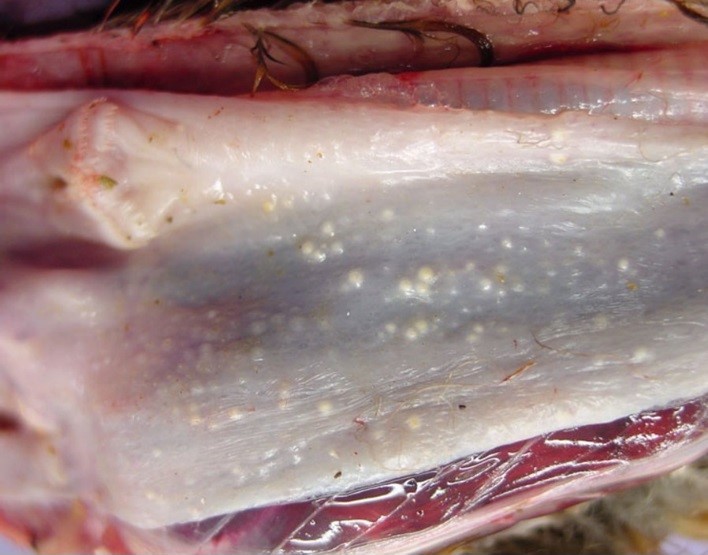 BỆNH ĐẬU GÀ