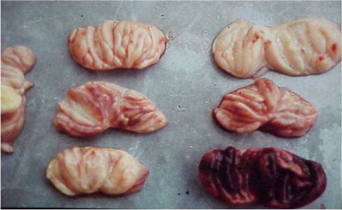 BỆNH GUMBORO TRÊN GÀ