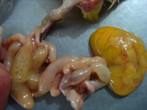 BỆNH TIÊU CHẢY DO SALMONELLA