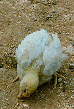 bệnh gà rù