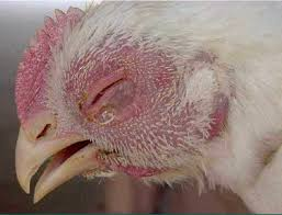 gà bị cúm gia cầm H5N