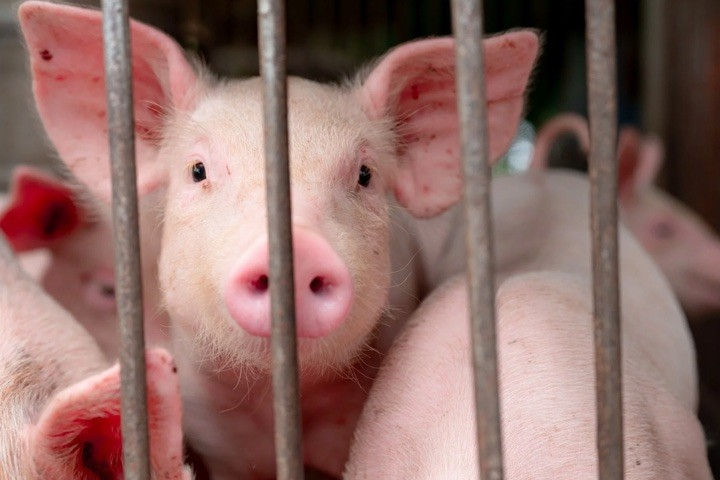 heo-cúm gia cầm H5N1