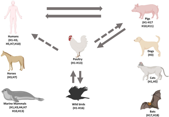 Cúm Gia Cầm H5N1: Nguy Cơ Từ Bệnh Lý Khó Lường Đối Với Gà Chọi và Cách Phòng Ngừa Hiệu Quả