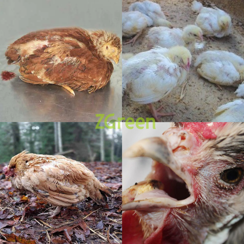 Nhận Biết Bệnh Cầu Trùng Ở Gà: Tác Động Đến Sức Khỏe và Tầm Quan Trọng Của Kiểm Soát