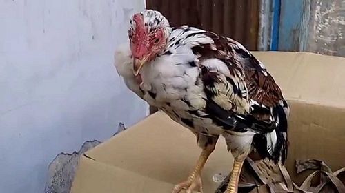 Bệnh Viêm Phế Quản Ở Gà Đá: Nguy Cơ và Cách Phòng Ngừa Hiệu Quả