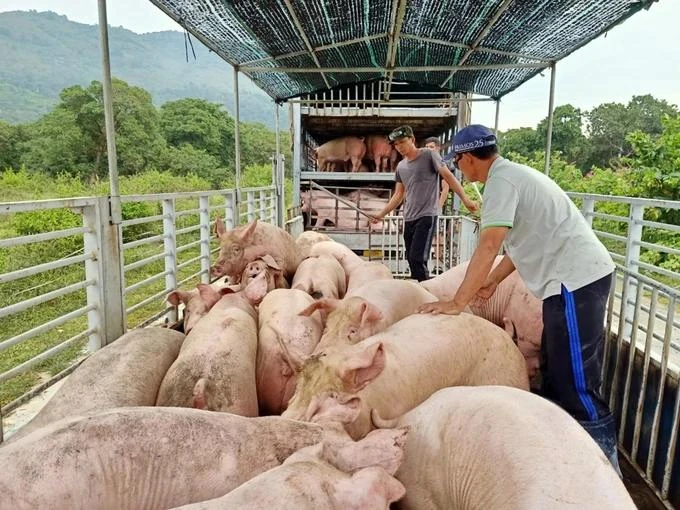 Đồng Nai: Đảm Bảo Nguồn Cung Thịt Heo Sạch Dịp Tết