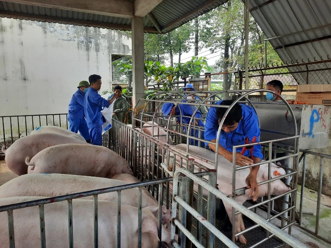 Đồng Nai: Đảm Bảo Nguồn Cung Thịt Heo Sạch Dịp Tết