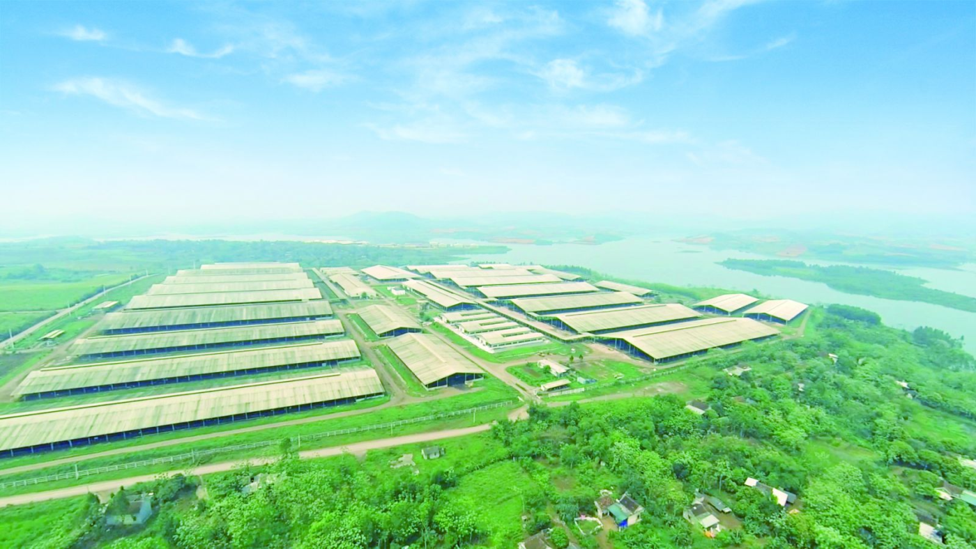 Phát triển Chăn nuôi Gắn với Tiêu dùng Xanh tại Việt Nam