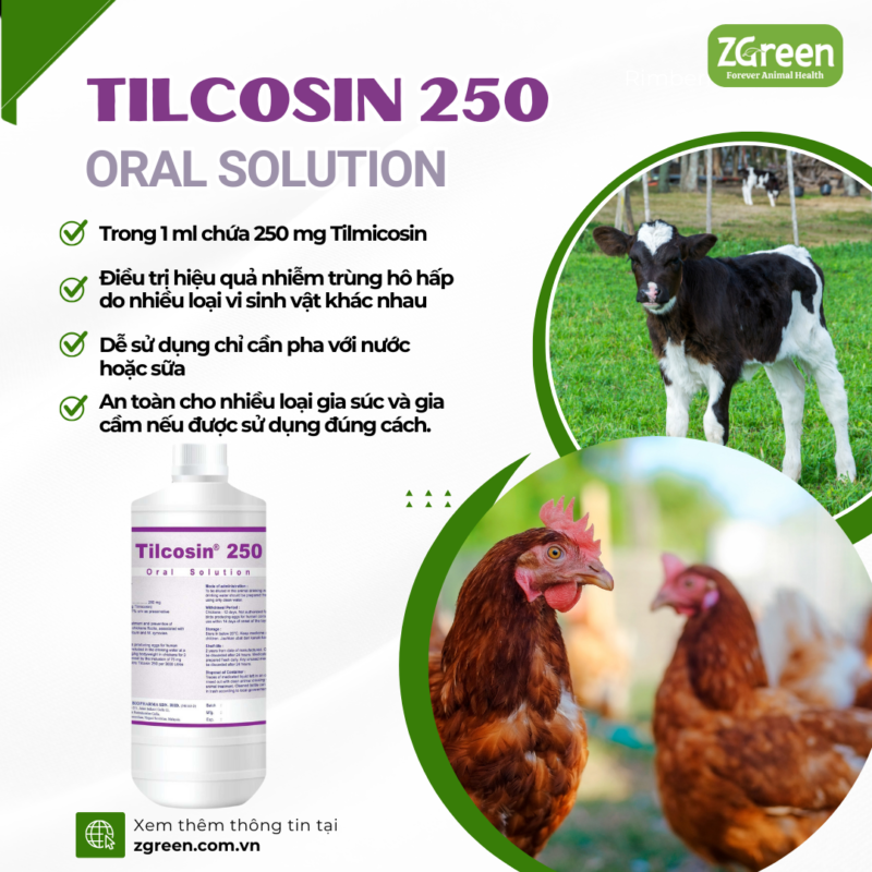 TILCOSIN 250 ORAL SOLUTION - Giải pháp hiệu quả cho nhiễm trùng đường hô hấp ở gia súc và gia cầm