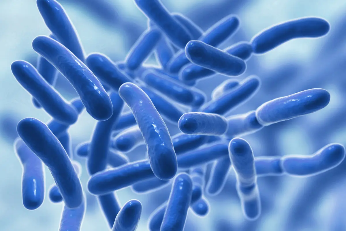 Sự Khác Biệt Giữa Probiotics và Prebiotics