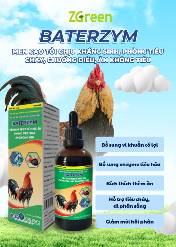 BATERZYM: Men Cao Tỏi Chịu Kháng Sinh, Phòng Tiêu Chảy, Chướng Diều, Ăn Không Tiêu