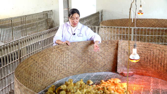 Những Lưu Ý Chăm Sóc Thủy Cầm Khi Giá Rét