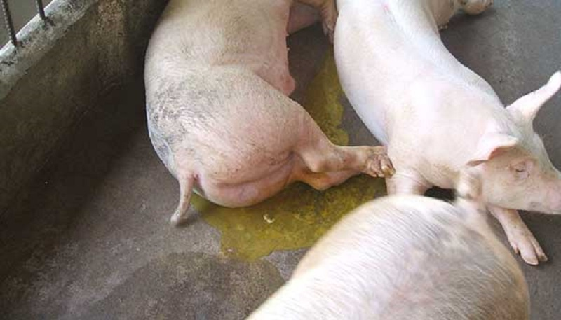 Các bệnh thường gặp ở gia súc và cách phòng trị hiệu quả với NORFLOX INJ