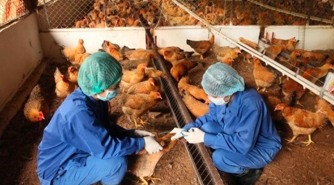 Giám Sát Phát Hiện Sớm Dịch Cúm Gia Cầm