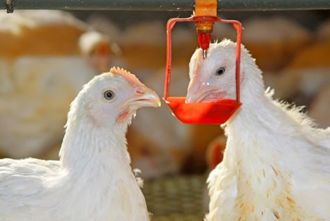 Tác Động Của Các Loại Khoáng Trong Nước