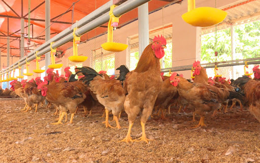 Vấn Đề Trấu Ướt Trong Chăn Nuôi Gia Cầm: Nguyên Nhân và Biện Pháp Phòng Ngừa