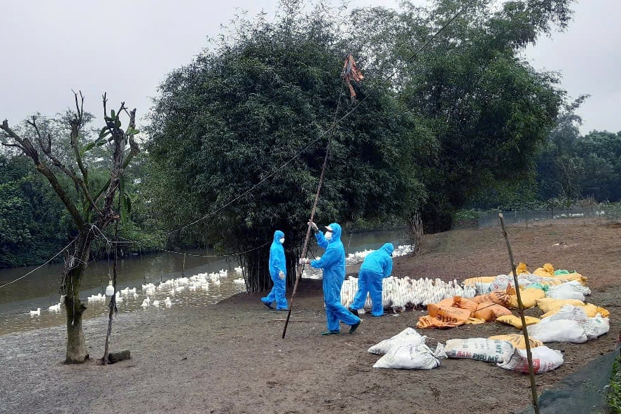 Tiêu Hủy Hàng Nghìn Con Vịt Dương Tính Virus Cúm Gia Cầm A/H5N1 Tại Quảng Trị