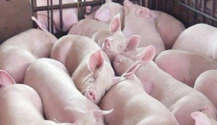 4 Bệnh Nguy Hiểm Trên Heo Mùa Hè Và Giải Pháp Phòng Trị Từ Chuyên Gia