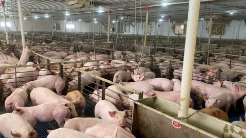 HỎI ĐÁP: GIẢI PHÁP CHĂN NUÔI HEO MÙA NÓNG HIỆU QUẢ