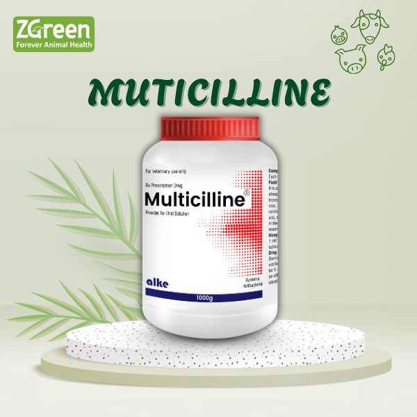 MULTICILLINE (THỔ NHĨ KỲ)