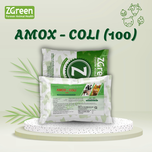 31 amox-coli (100)