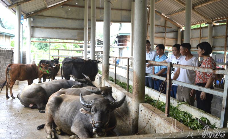 Phát Triển Chăn Nuôi Thích Ứng Biến Đổi Khí Hậu – Giải Pháp Bền Vững Cho Người Chăn Nuôi