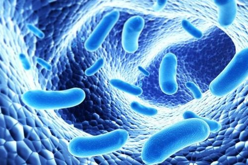So sánh CLOSTOP với men tiêu hóa thông thường: Lý do người chăn nuôi tin dùng
